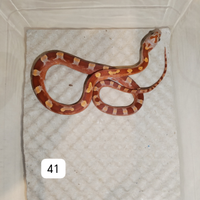 Serpente del grano - elaphe guttata