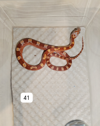 Serpente del grano - elaphe guttata