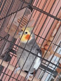coppia calopsiti