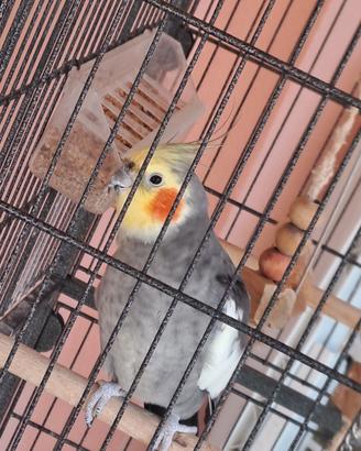 coppia calopsiti