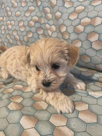 Cucciola maltipoo
