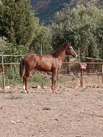 puledro 