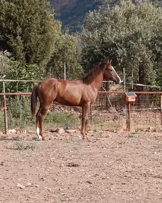 puledro 