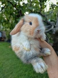 Cuccioli coniglio minilop