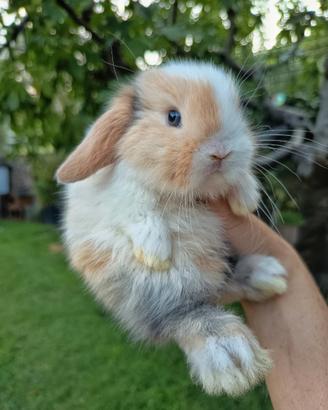 Cuccioli coniglio minilop