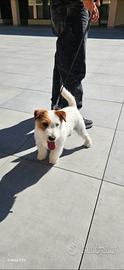 Jack russell