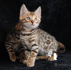 Bengala da Sogno - Cuccioli Selezionati in Italia