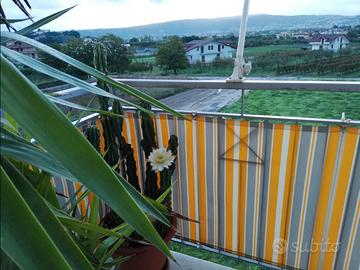 Appartamento a Quarto