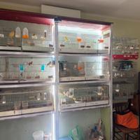 Vendersi Uccelli