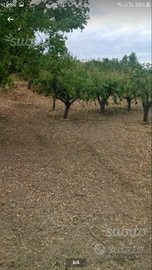 Terreno agricolo - Santa Lucia del Mela