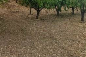 Terreno agricolo - Santa Lucia del Mela
