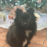 Spitz Pomerania nano