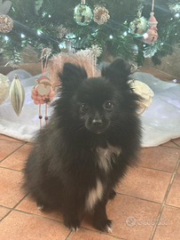 Spitz Pomerania nano