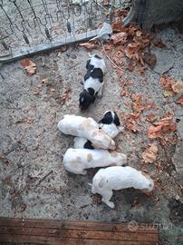 cuccioli puri di spaniol Breton 