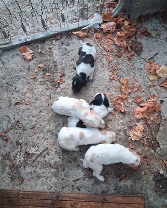 cuccioli puri di spaniol Breton 