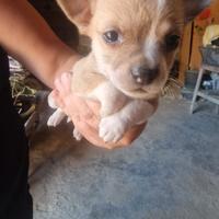 Chiwawa maschietti ??