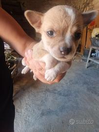 Chiwawa maschietti ??