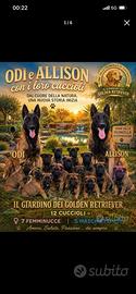 Cuccioli di pastore belga Malinois
