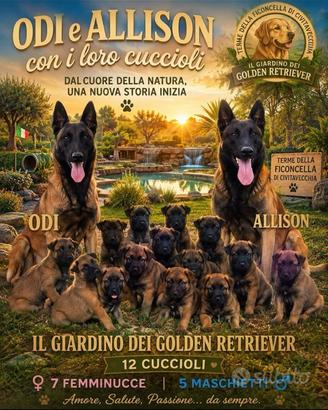 Cuccioli di pastore belga Malinois