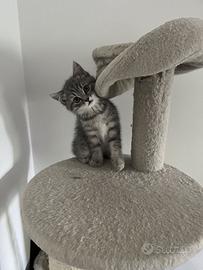 Gattino Scottish Straight