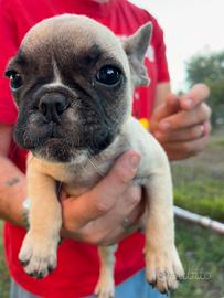 Bulldog francese