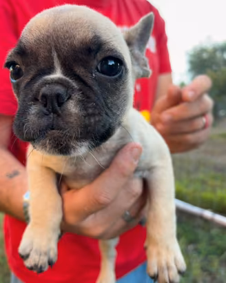 Bulldog francese