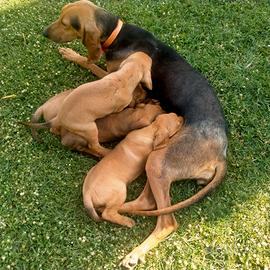 Cuccioli di segugio italiano