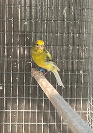 Canarino maschio