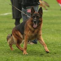 Collaboratori allevamento pastore tedesco