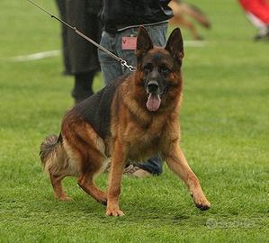 Collaboratori allevamento pastore tedesco