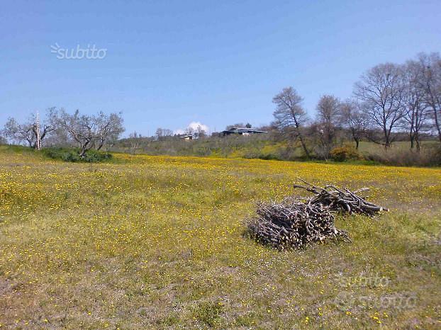 Terreno con ulivi - Vista 4