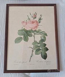 Stampa botanica - P. J. Redouté