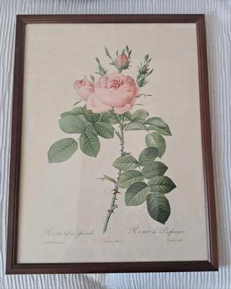 Stampa botanica - P. J. Redouté