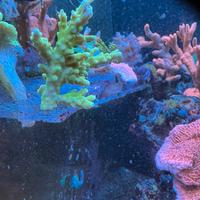 Coralli acquario - acropora divaricata