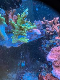 Coralli acquario - acropora divaricata