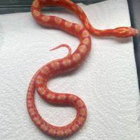 Panterothis guttatus Scaleless