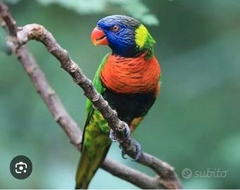 Pappagalli lory 