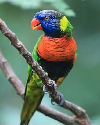 Pappagalli lory 
