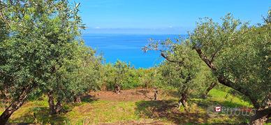 Pianotorre, uliveto terrazzato fronte mare