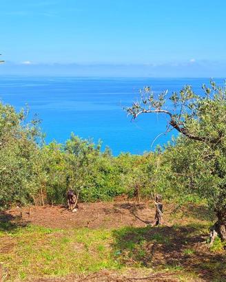Pianotorre, uliveto terrazzato fronte mare