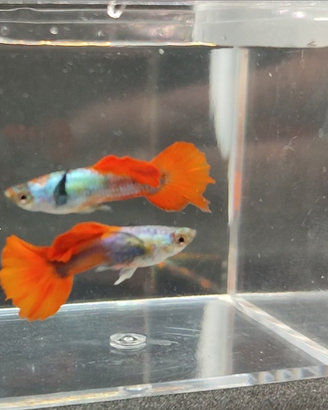 Guppy Dumbo