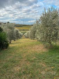 Terreno coltivato ad uliveto con rustico