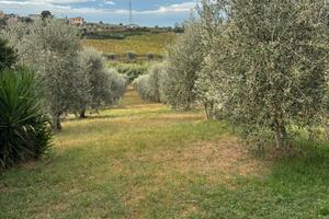 Terreno coltivato ad uliveto con rustico