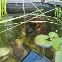 Medaka Gold / Orizyas (arancio)