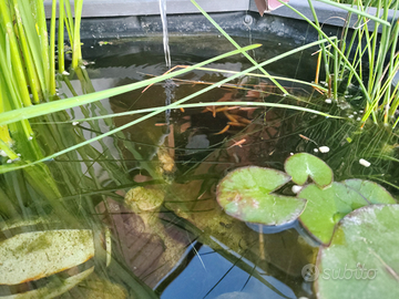 Medaka Gold / Orizyas (arancio)