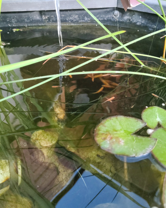 Medaka Gold / Orizyas (arancio)