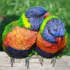 Lori Arcobaleno