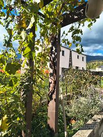 Vigna