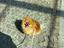 Immagine 6