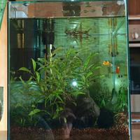 Zolux cubo xl 19 litri